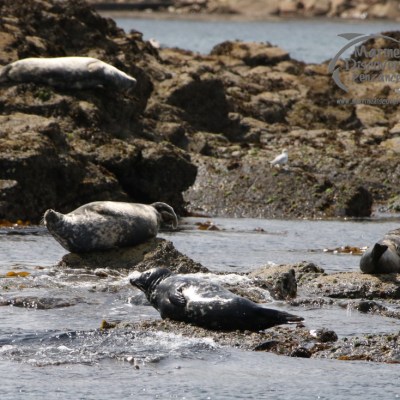 grey seals