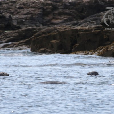 grey sealswater