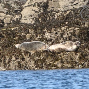 grey seals