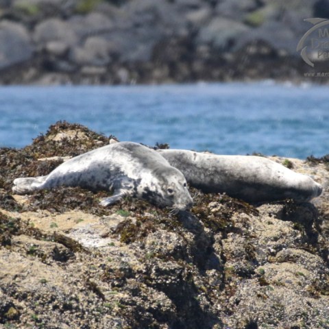 grey seals