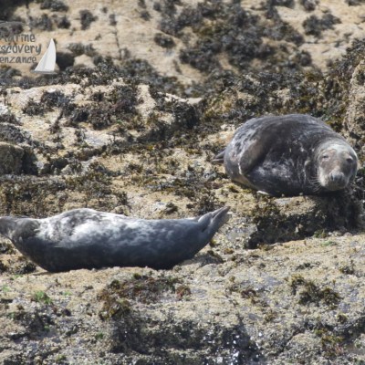 grey seals