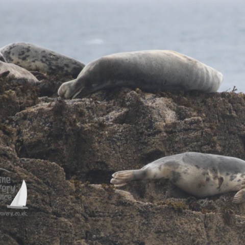 grey seals