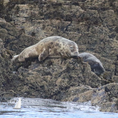 grey seals