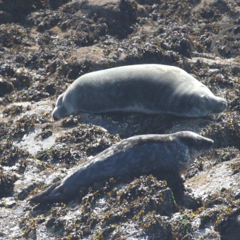 grey seals