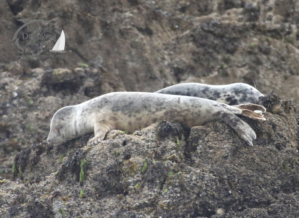 grey seals on rock