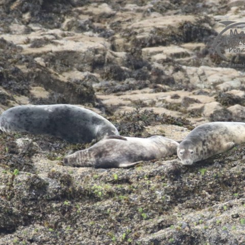 grey seals