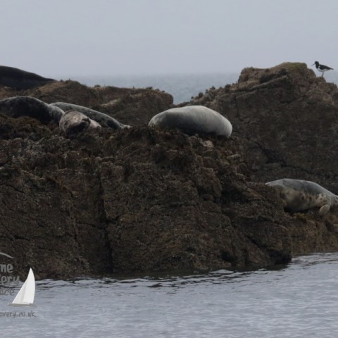 grey seals