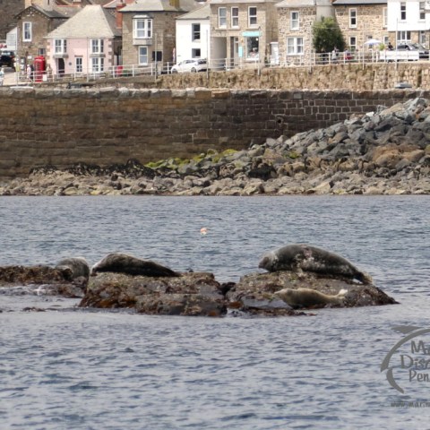 grey seals