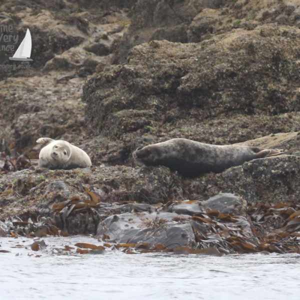 grey seals