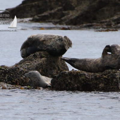 grey seals