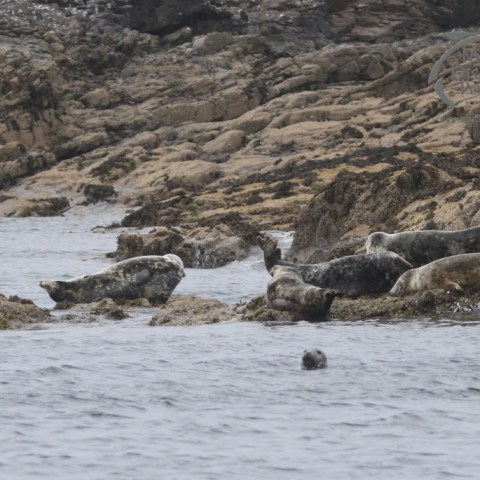 grey seals