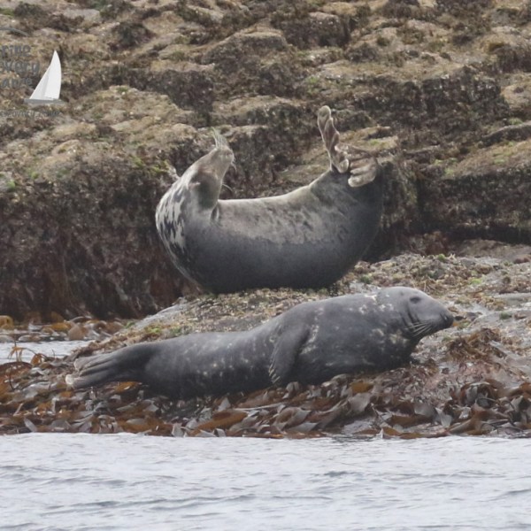 grey seals
