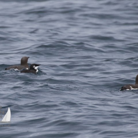 guillemot family