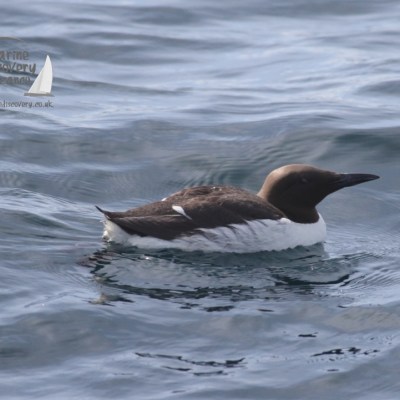 guillemot