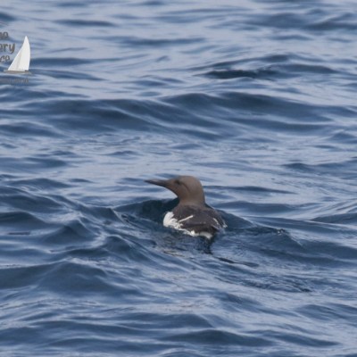 guillemot