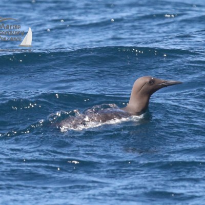 guillemot