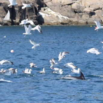 gulls and dolphins