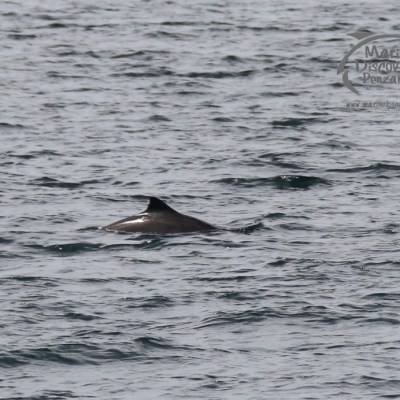 harbour porpoise