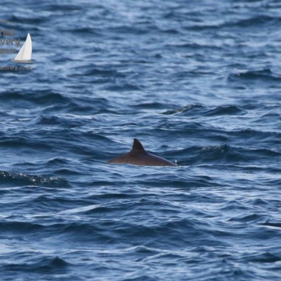 harbour porpoise