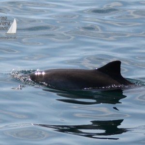 harbour porpoise