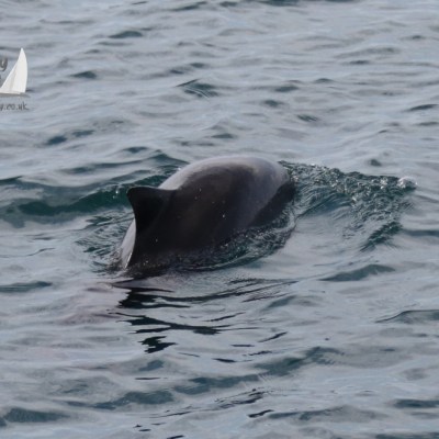 harbour porpoise