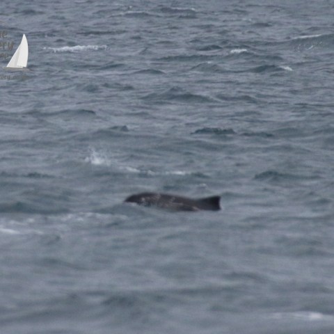 harbour porpoise