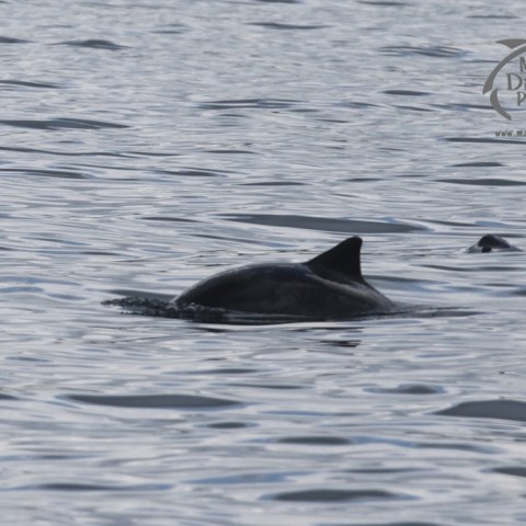 harbour porpoise