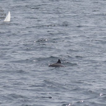 harbour porpoise