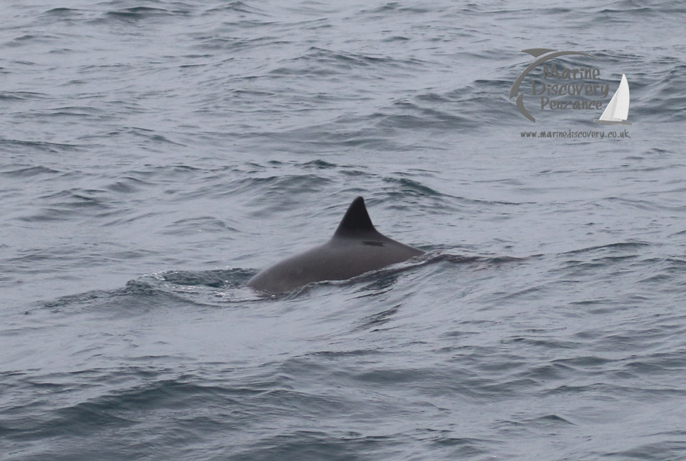 harbour porpoise