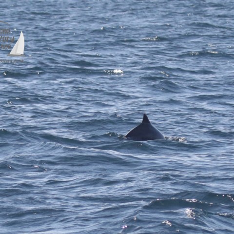 harbour porpoise