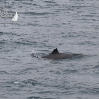 harbour porpoise