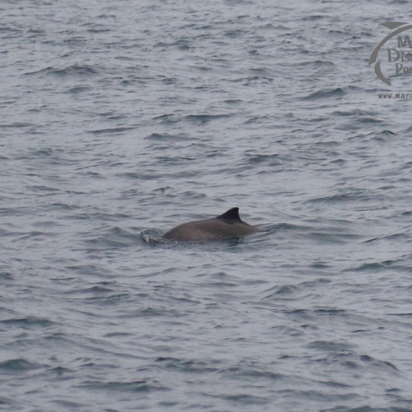 harbour porpoise
