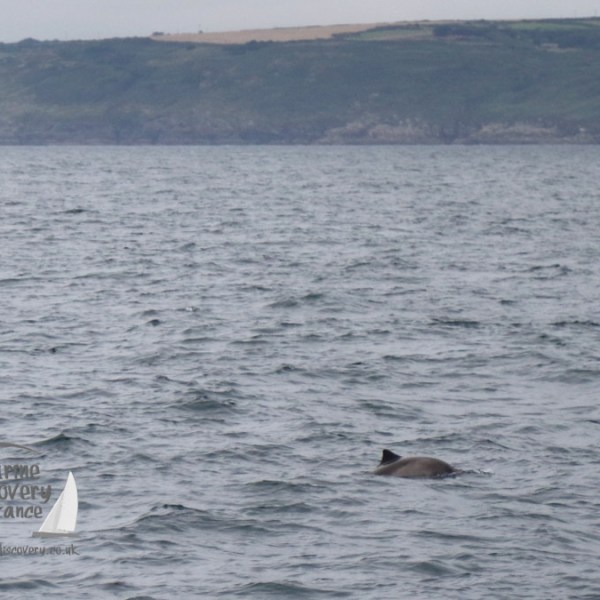 harbour porpoise and lighthouse