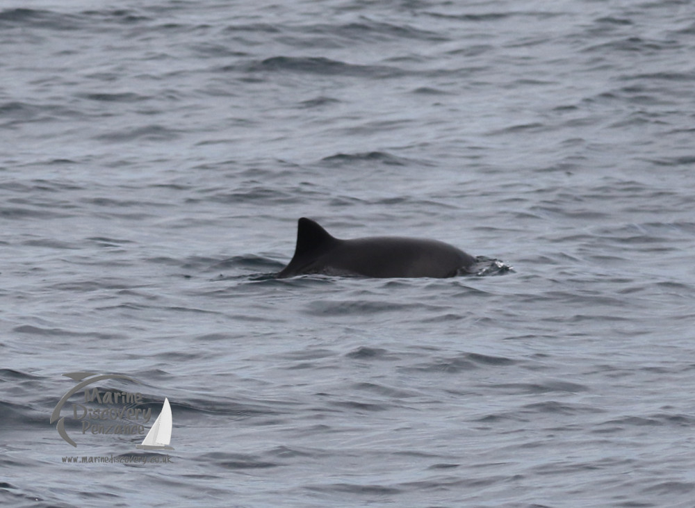 harbour porpoise