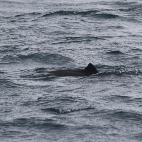 harbour porpoise