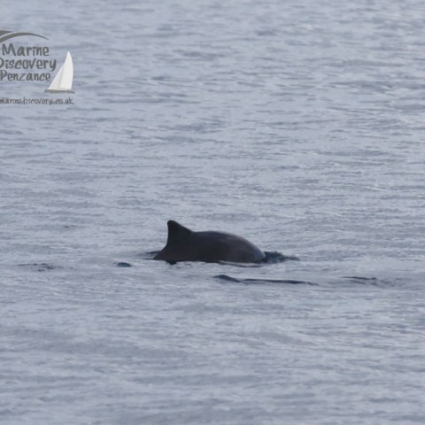 a dog swimming in a body of water