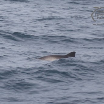 a man riding a wave on top of a body of water