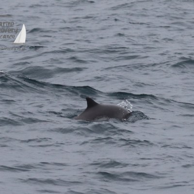 harbour porpoise