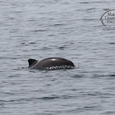 harbour porpoise