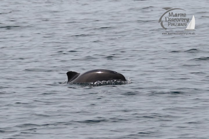 harbour porpoise