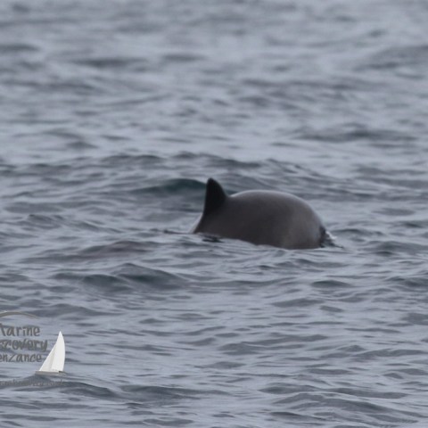 harbour porpoise