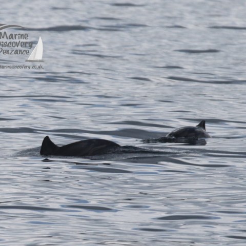 harbour porpoises