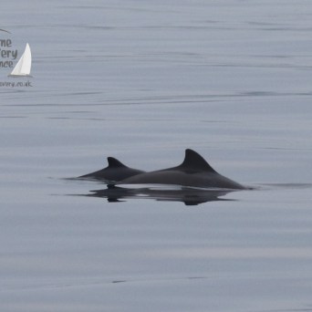 harbour porpoises