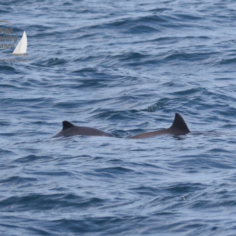 harbour porpoises