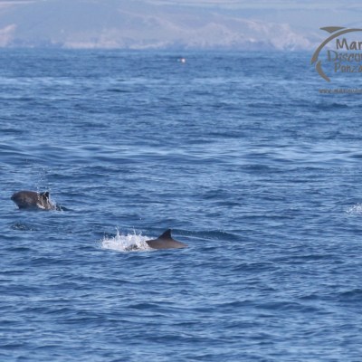 harbour porpoises