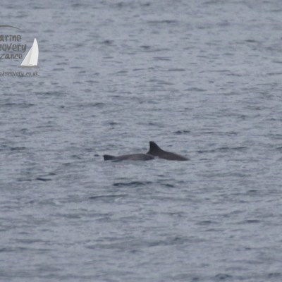 harbour porpoises