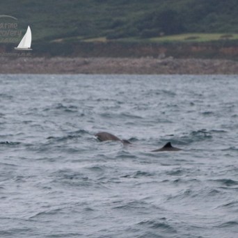 harbour porpoises