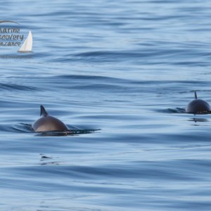 harbour porpoises