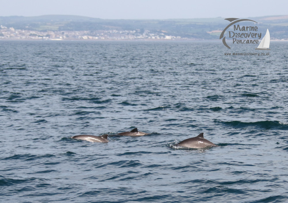 harbour porpoises