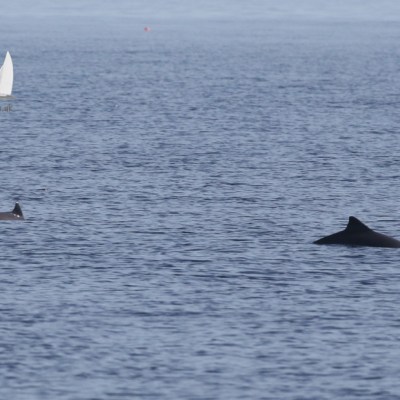 harbour porpoises